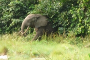 Figure-2-124-elephant-emerging-from-forest