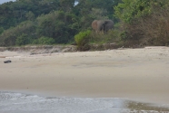 Figure-3-163-elephant-on-edge-of-forest
