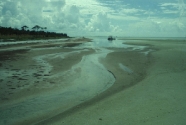 Intertidal nature of the runnel on the southern portion of Anclote Key.