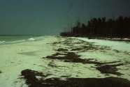 Beach on Anclote Key with considerable Thalassia 