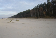Jurmala beach. Coastal forest