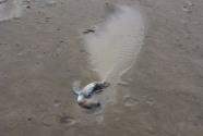 8. A dead penguin forms the nucleus of an embryo dune on the beach