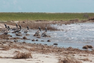 walking-lighthouse-14-pelicans