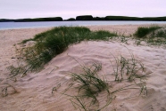 Vegetated dune