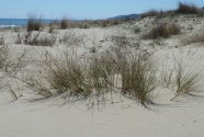 Beach and mobile dunes vegetation