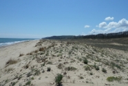 Beach dune system