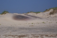 Fig-8. Pea Island, garnetiferous sand in dune