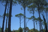 Caladesi Island pines (2011)  