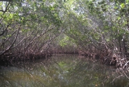 Caladesi Island mangrove tunnel (2012) 