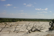 Migrating dune field towards the southern end of Cumberland Island and resulting ‘ghost forest