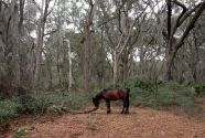 A feral horse grazing in the maritime forest on Cumberland Island.