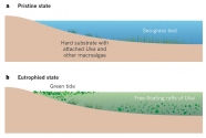 Figure 2-a-b. Ulva green tide development in a shallow coastal environment.