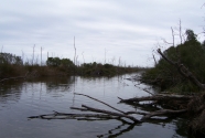 Dead trees, Bayou.