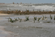 Coastal wetlands