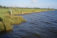 Marsh, Fontainbleu, Louisiana.