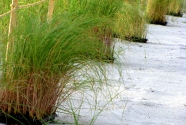 Naples beach, sea oat plantings. 