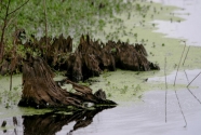 Bayou Sauvage National Wildlife Refuge