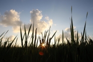 Sabine Wetlands, Louisiana