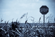 Marsh, Lower Coastal Terrebonne Parish, Louisiana