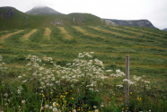 Figure-16-Farm-and-wildflowers-weeds-Haukland-Beach-Norway