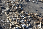 Volcanic sand and pumice debris wrack line on Isles Bay Beach. 