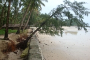 erosion-tree-falling