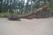 severe-erosion-trees-roots