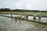 Drain Rice Paddies More Often.