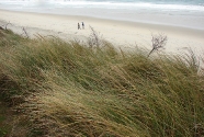 Grass Dunes