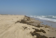 Sargassum seaweed and debris on the beaches of Padre Island National Seashore 