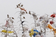 Garbage-Birds-are-seen-on-005