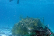 marine-debris-nwhi-net