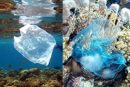 plastic-bags-in-ocean