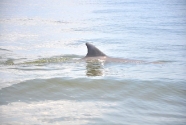 Hello Mrs. Bottlenose