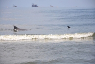 Two dolphins play in the surf while oil industry ships loom in the distance