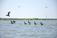 Pelicans and army helicopters