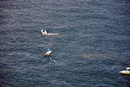 Boats Cleaning Oil, Perdido Pass, AL