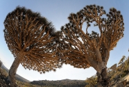 Dragon Blood Trees, Socotra.