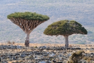 Variations on a Same Theme, Dragon Blood Trees.