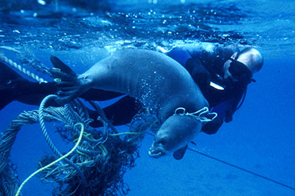 Entangled seal by derelict net
