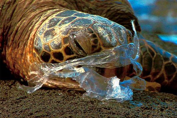 Turtle eats plastic