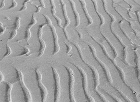 Flat-topped ripple marks