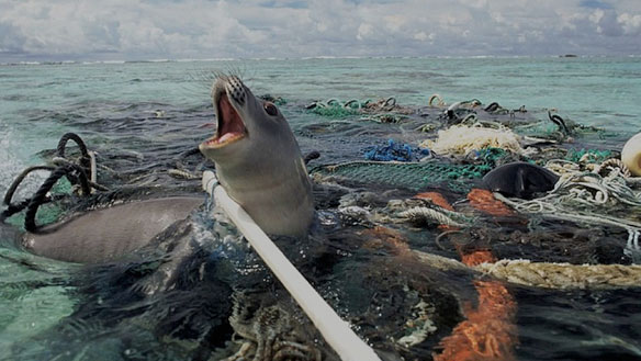 plastic pollution seal trapped