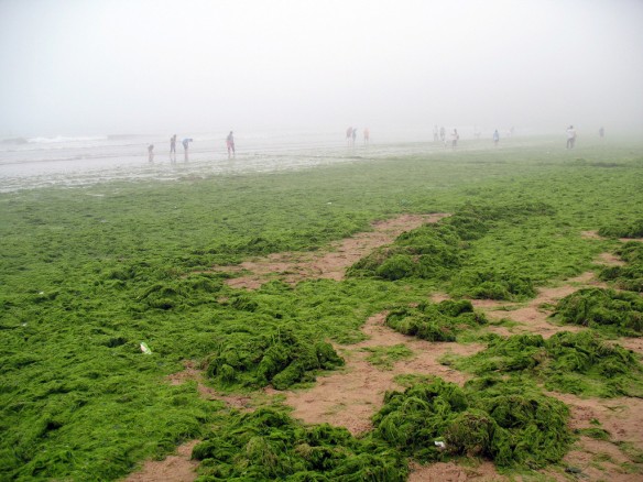 Green-algae-china