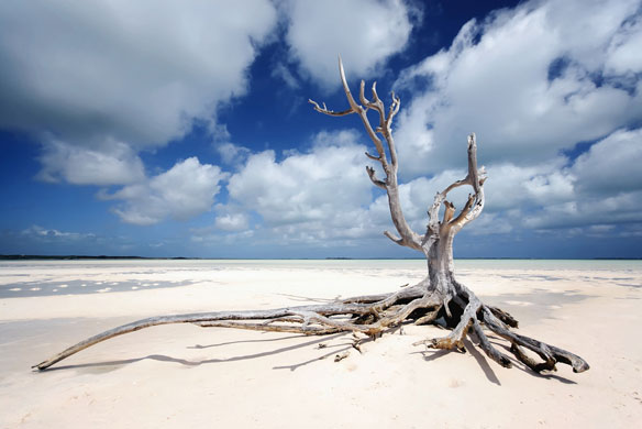 lone-tree-pink-sand