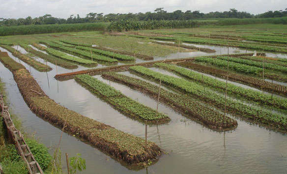 Floating Farms