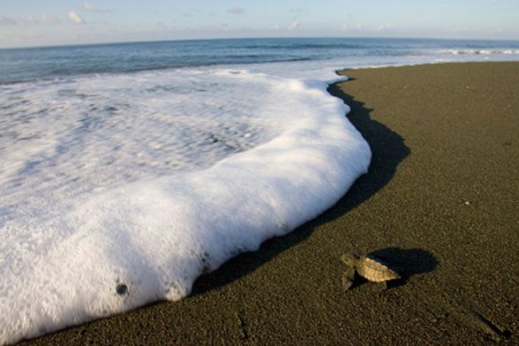 Sea Turtle Hatchling