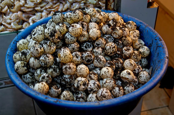 Sea Turtle Eggs for Sale