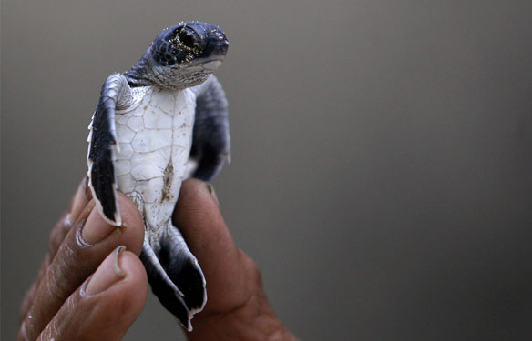 hatchling-sea-turtle