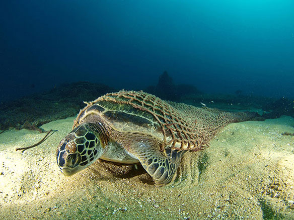 Sea Turtle Entangled